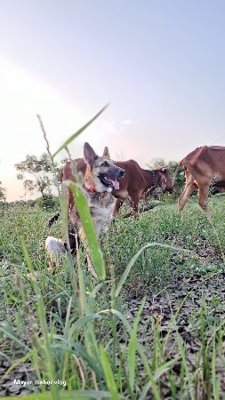 જરમંનસફર કુતરી વેચવાની છે.