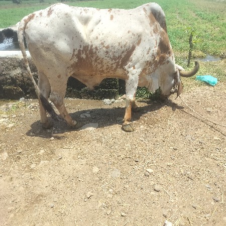 બળધ વેચવાનું છે