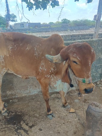 ગીર ઓડકી વેચવાની છે