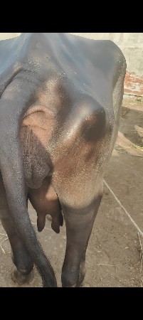 બીજું વેતર વ્યાસે