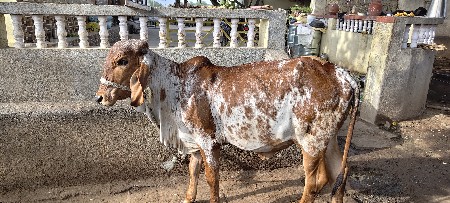 ૨ હોડકીયુ વેચવા ની છે
