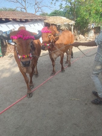 બળદ વેચવાના છે સાટા પણ ચાલે
