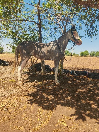 ghodi vechvani che