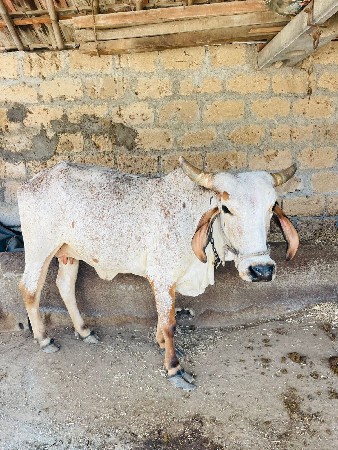 વેતર 3