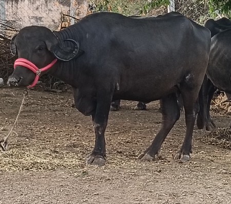 ખડાઈ વેચવાની છે