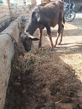 પાડો વેચવા નો છે