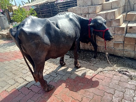sone ke har aath mahine ka Pani