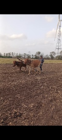 ગોઢલા વેચવાના છે.