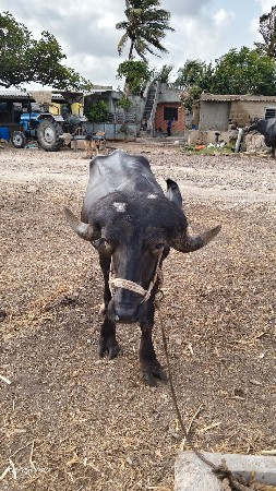 પાડો વેસવાનો સે