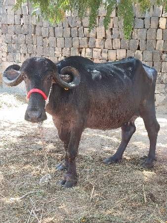 વ્યાનેલ ભેંસ વેચવાની છેઃ