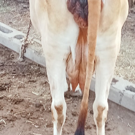 ગાય વેચવાની છે ઉસાય લંબાય સારી