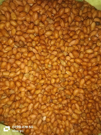 જી ૨૦ નુ બિયારણ