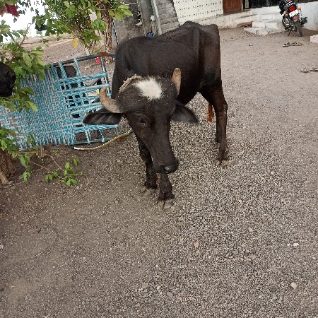 પાડી