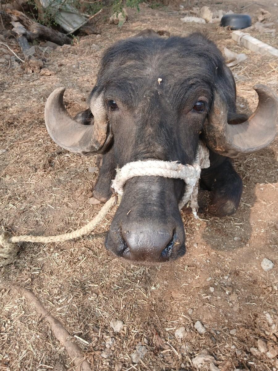 બેભેસ વેચવાનિ