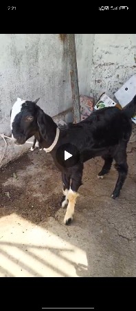 bakari vechva ni chhe