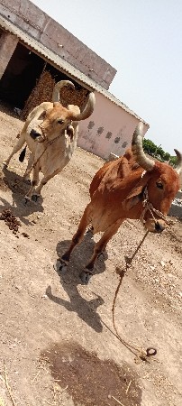 બળદ વેચવાના છે