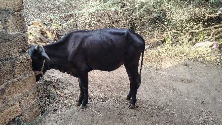 પેલા હવે તને વોડકી વેચવાની છે
