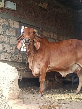 ગાય વેચવાની છે