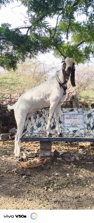 13. મહીનાનો બકરો છે વાઈટ આંખ. છે