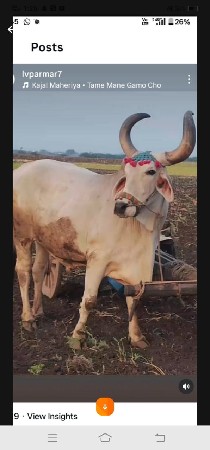 બળદ વેચવાના છે