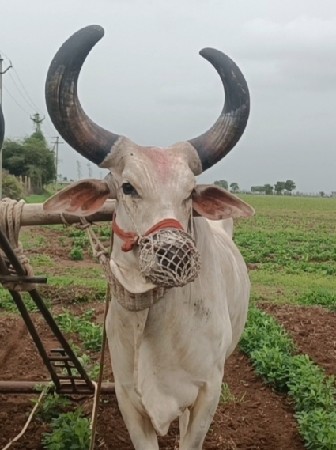 બળદ વેચવાનો છે