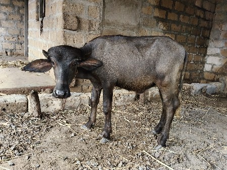 પાડી વેશવાની છે.