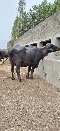 ભેંસ વેચવાની છે