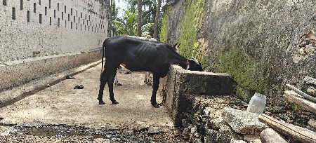 વાછડી વેચવા ની છે