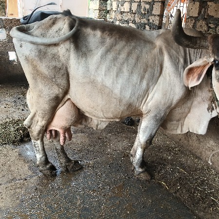 એસફ ક્રોસ ગાય બેસવાની સે