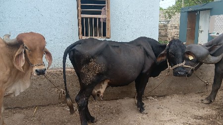 એસ એફ ક્રોસ ગાય વેચવાની છે