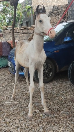 વછેરો