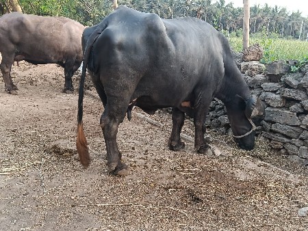 આ ભેંસ વેચવાની