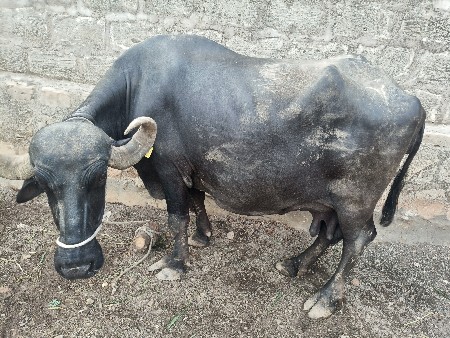 ચાર ચાર લીટર દૂધ ત્રણ આશડ
