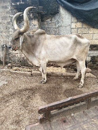 બળદ વેચવાનો છે