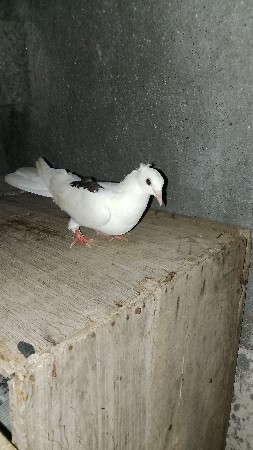 કબુતર વેચવાનું છે