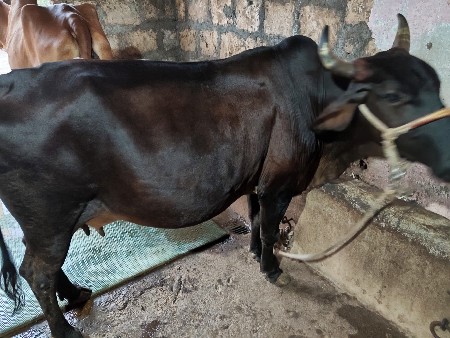 ગાય વેચવાની છે