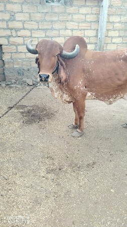 3,,લીટર દૂધ સે