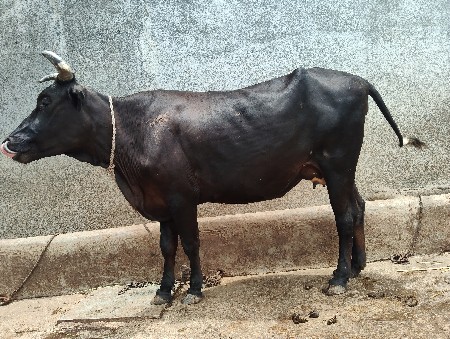 જર્સી હોડકી વેચવાની છે