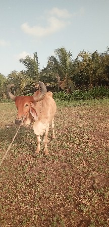 બળદ વેચવાનો છે
