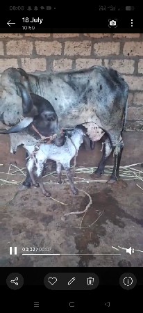 ઓરીજનલ લીલડી દેશી ગાય વેચવાની છે