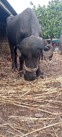 ખડેલી યુ વેચવાનીછે છે