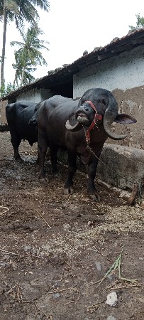 પાડો વેચવાનો છે