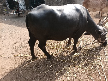 ૧૦દીવસની કાસી