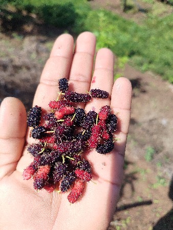 Chamunda nursery