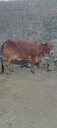 gay vechvani che