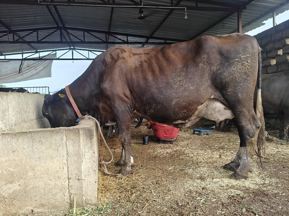 એક સાથે 4 ગાય વેચવાની છે