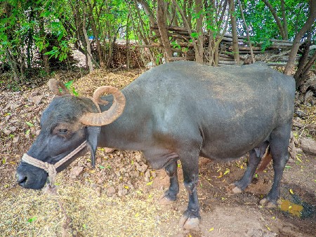 2 ભેંસ વેચવાની છે
