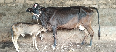 જર્સી ગાય વેચવાની છે.