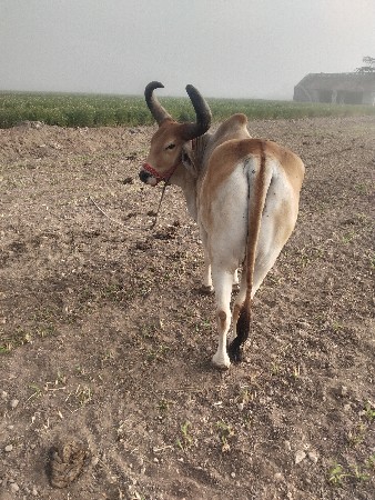 બળદ વેચવાના છે.