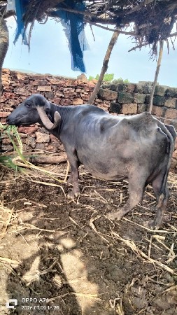 ભેંસ વેચવાની છે...